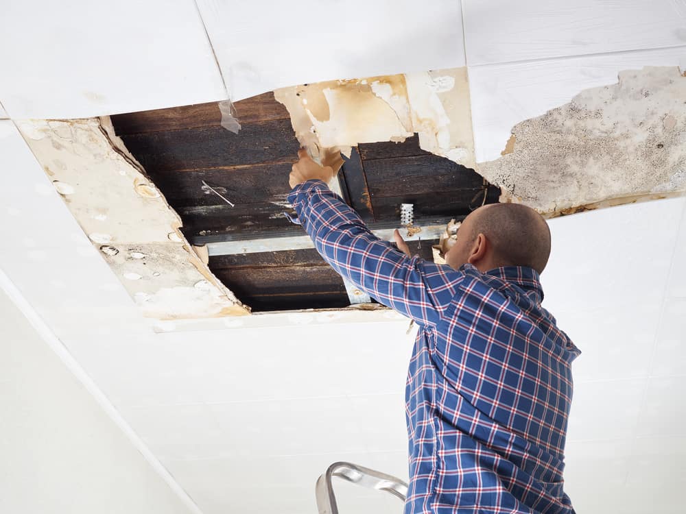Black Mold Removal Minneapolis, Mold Mitigation Minneapolis, Mold Remediation Minneapolis, Mold Removal Minneapolis, Mold Removal Cost Minneapolis, Mold Inspection Cost Minneapolis, Mold Specialist Near Me Minneapolis, Mold Removal in Ceiling